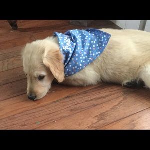 Meet your Posher, Roberta